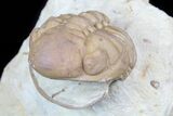 Detailed, Enrolled Lochovella (Reedops) Trilobite - Oklahoma #77995-3
